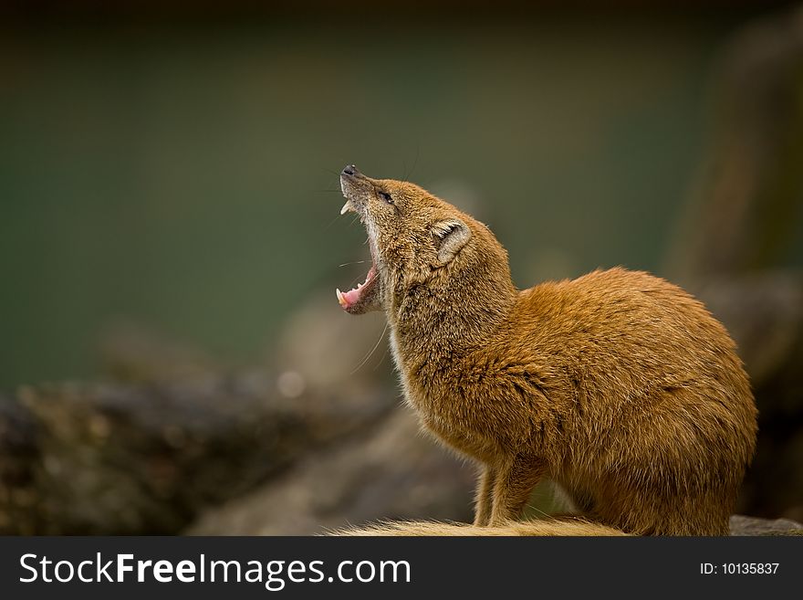 A yellow mongoose yawning widely.