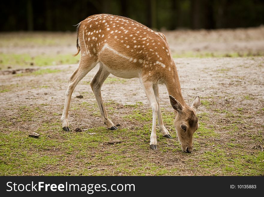 A young fallow deer eating grass