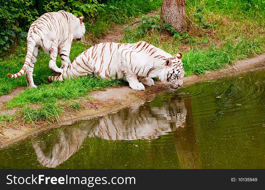 White tigers drinking from a pond