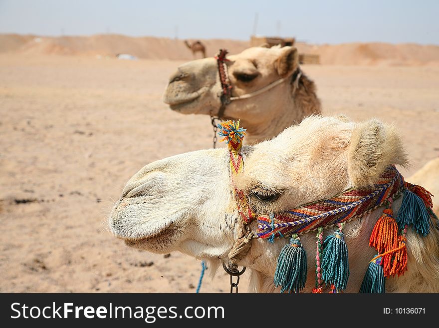 Two camels against Ð¿ÐµÑÑ‡Ð°Ð½Ð½Ð¾Ð¹ desert and the sky. Egypt