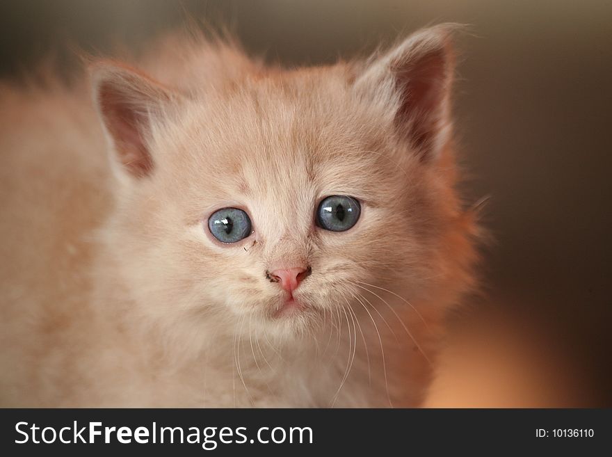 Fluffy kitten of beige colour with blue eyes