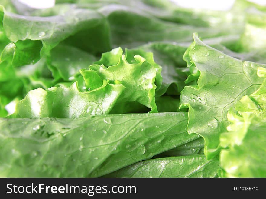 Fresh green Lettuce isolated on white