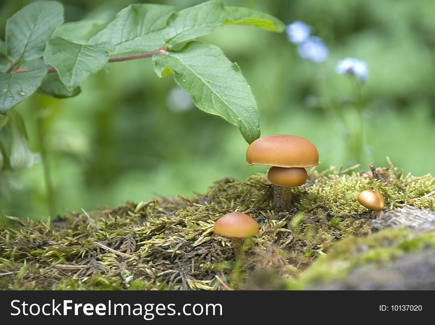 The Charming mushrooms against wood
