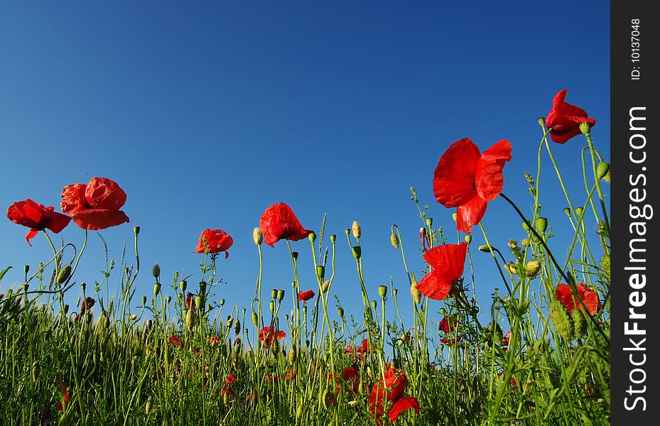 Red Poppies On Sky