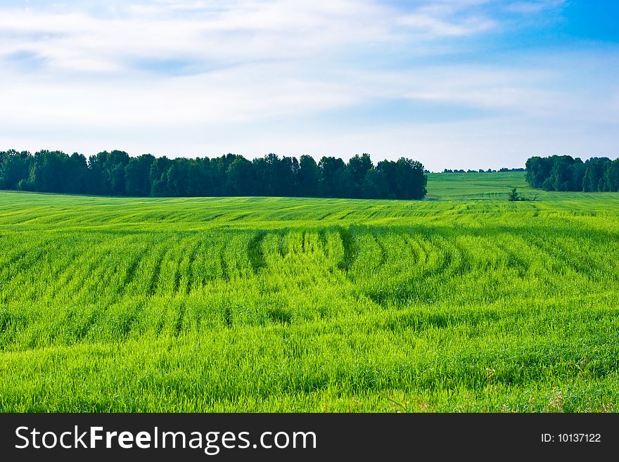 Green wheat field in July