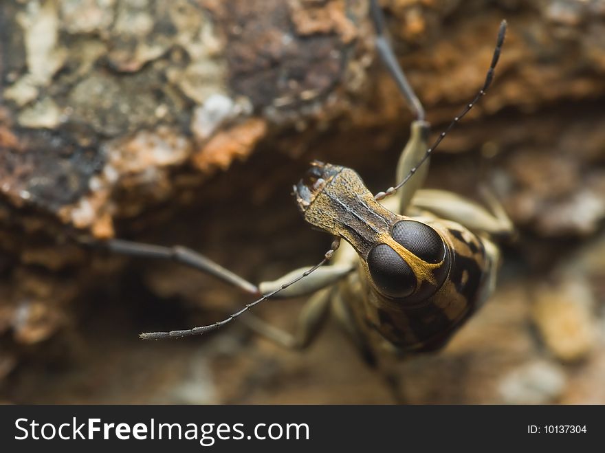 A portrait shot of Tropicana Fungus Weevil