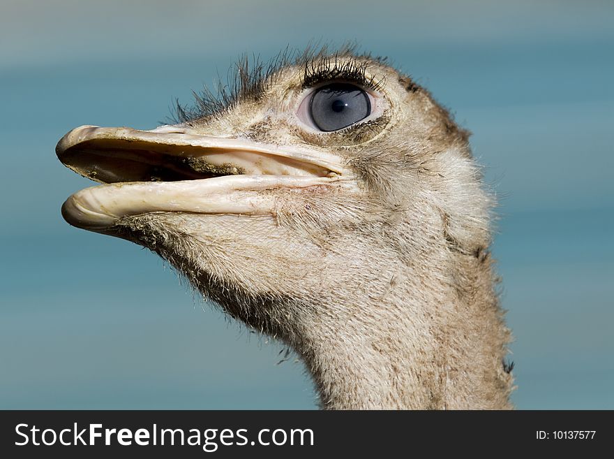 Ostrich with blue eye against blue background