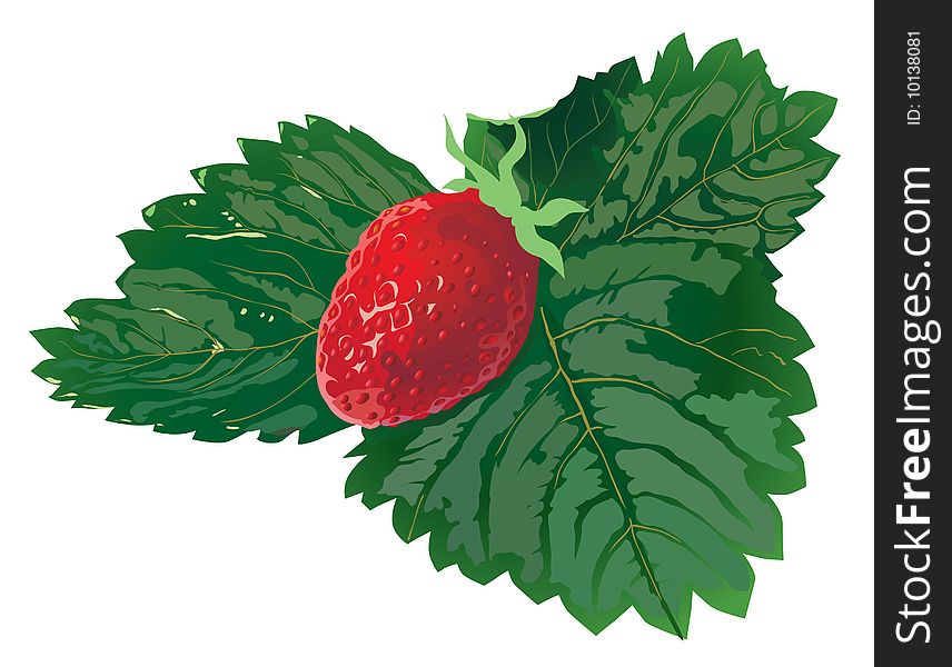 The ripe strawberry on green leaves