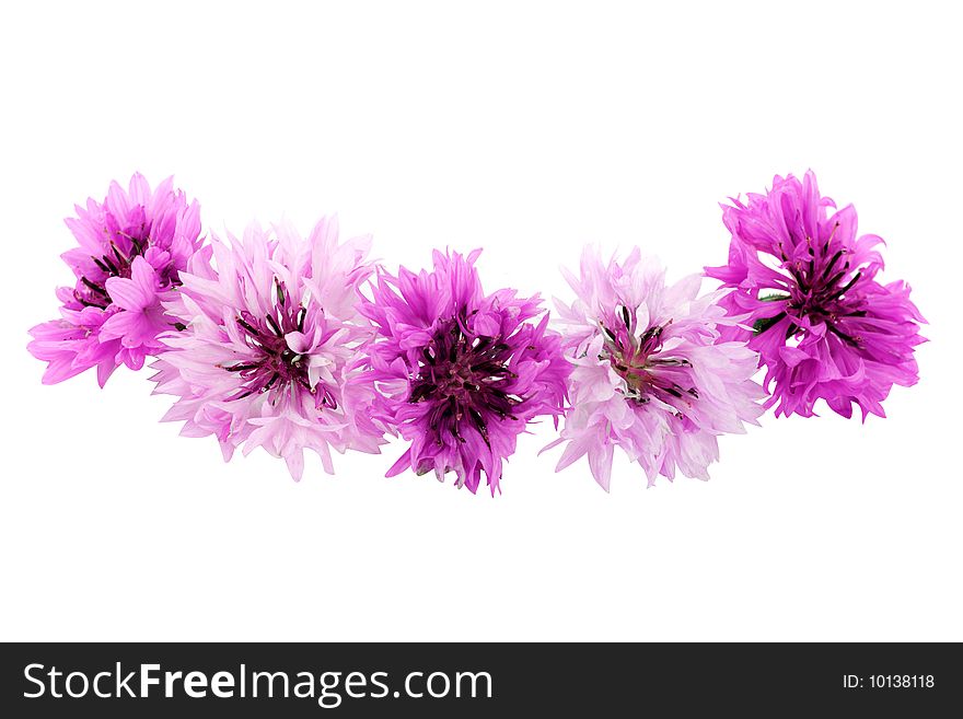 Cornflower isolated on a white background