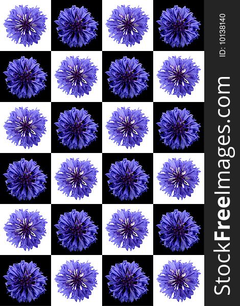 Set of cornflower  isolated on a white background