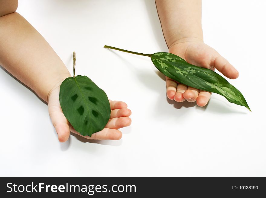 Leaf in child hands isolated on white. Leaf in child hands isolated on white.