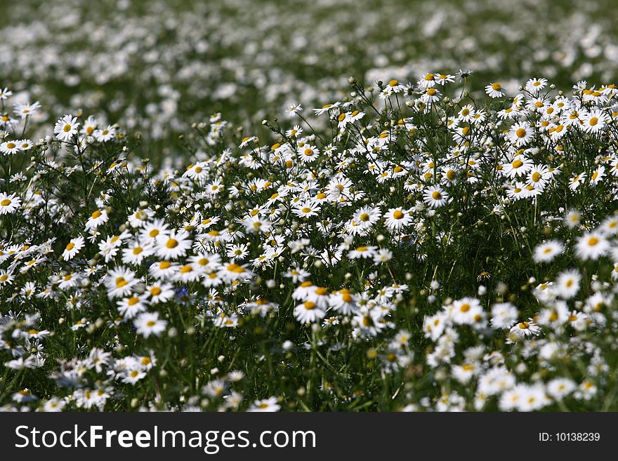 White Daisy Flower Texture