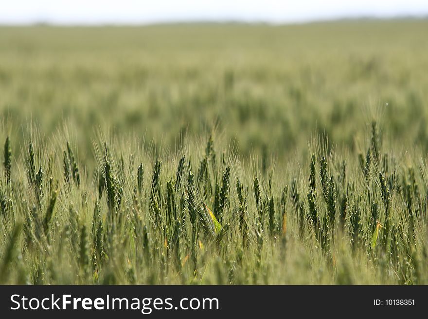 Green corn field background in sunny day