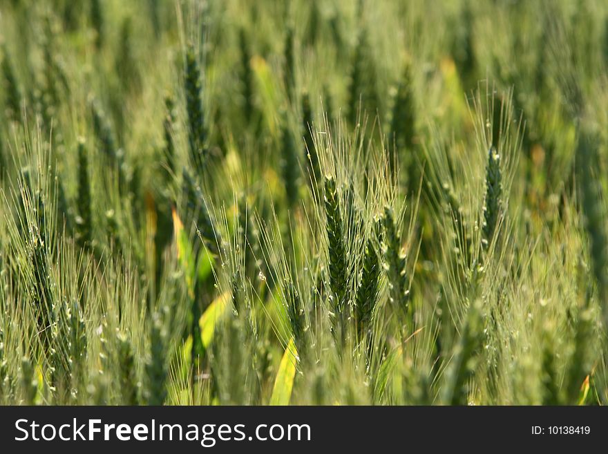 Green Corn Field Background