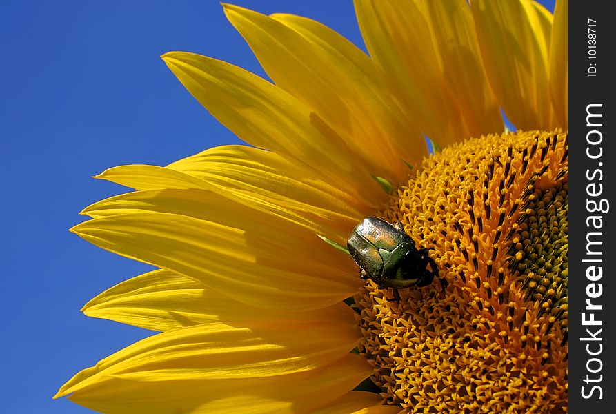 Nearly from the petals of the sunflower and a beetle. Nearly from the petals of the sunflower and a beetle