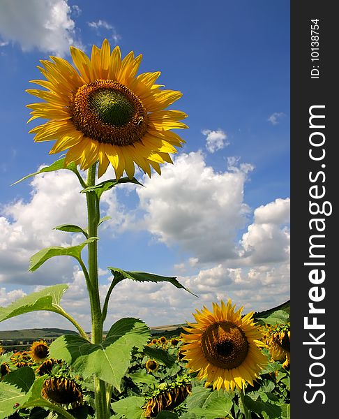 The sunflower emerges from a field a sunflower. The sunflower emerges from a field a sunflower