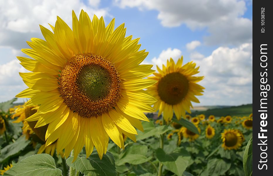 The sunflower emerges from a field two sunflowers. The sunflower emerges from a field two sunflowers