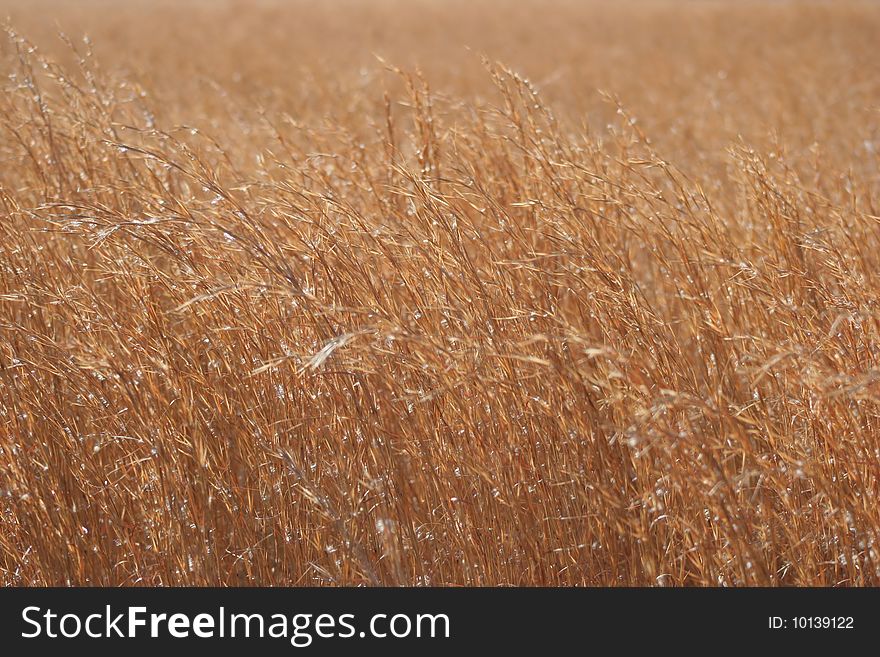 Golden grass waving in the wind. Golden grass waving in the wind