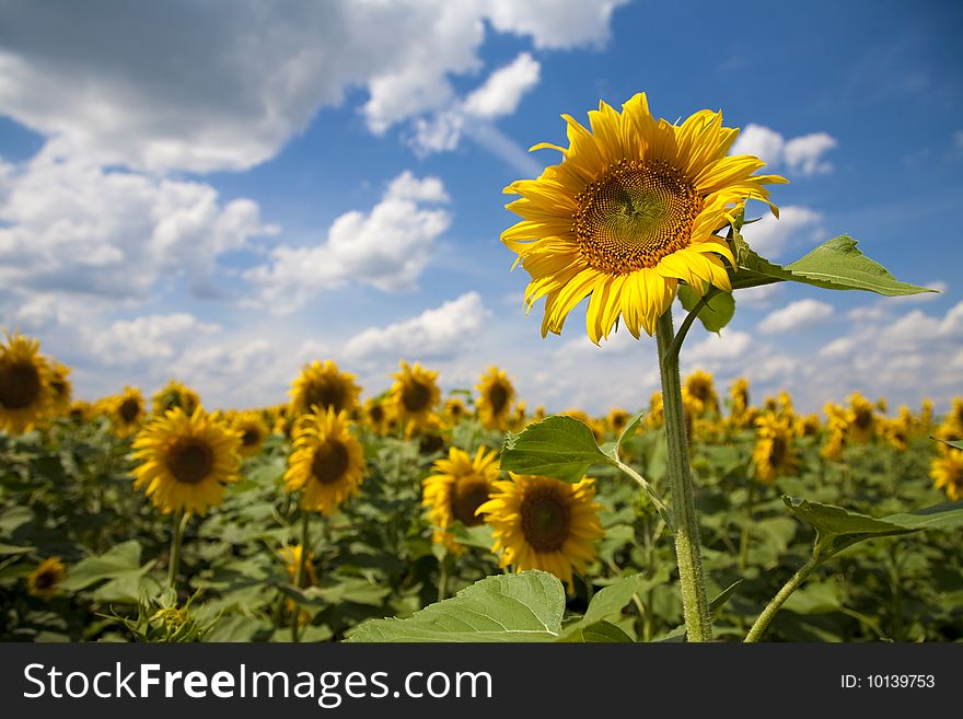 Blosom sunflower in a field
