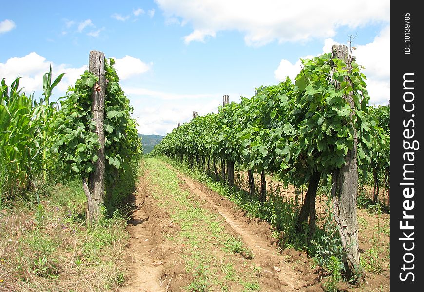 Serbia 
vineyard in summer season