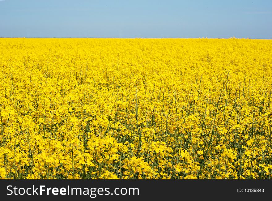 Yellow Field To Horizon