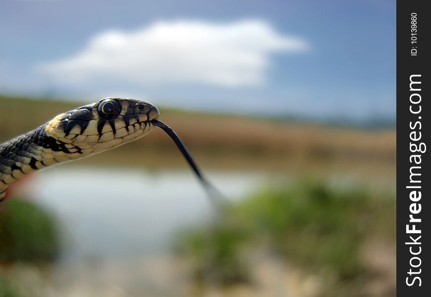 Macro of the Grass Snake's head.
Snake is hunting near the water,
among the water platnts. Macro of the Grass Snake's head.
Snake is hunting near the water,
among the water platnts.