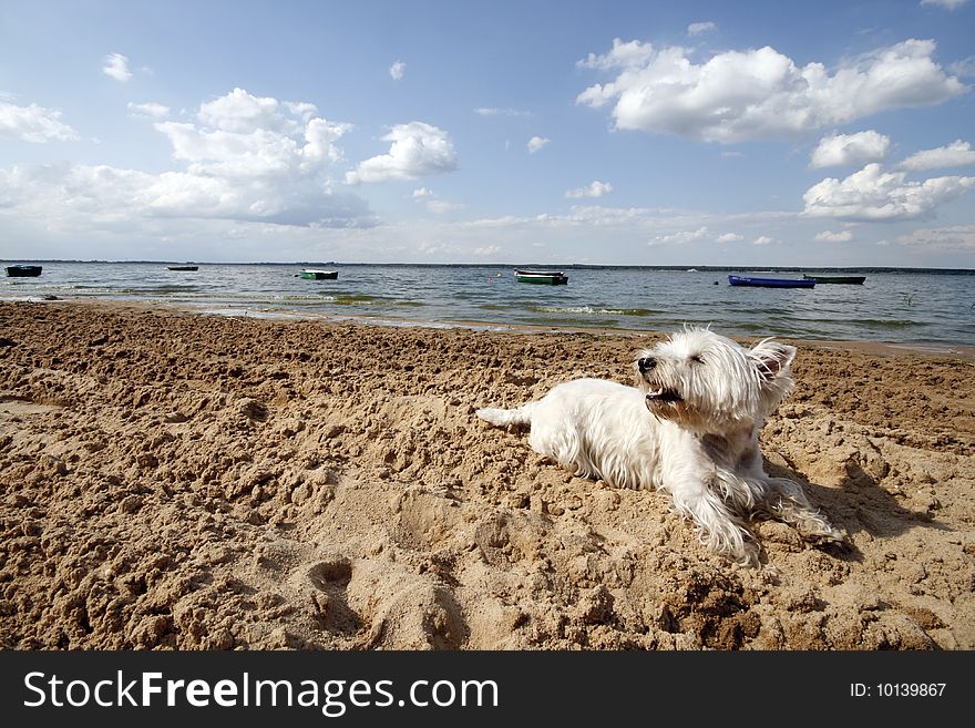 West Highland White Terrier on the beach. West Highland White Terrier on the beach