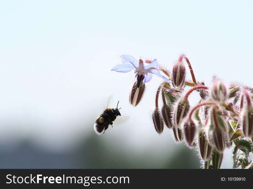 A bumblebee on borage flowers (starflower) in close up