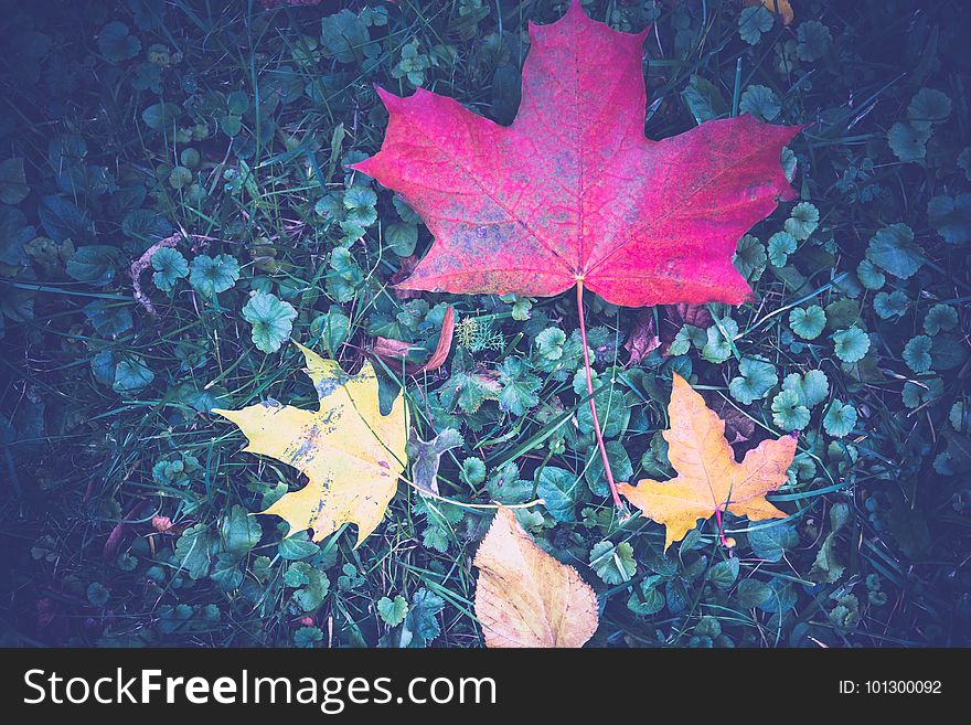 Fallen maple leaf of red color on the ground. Fallen maple leaf of red color on the ground.