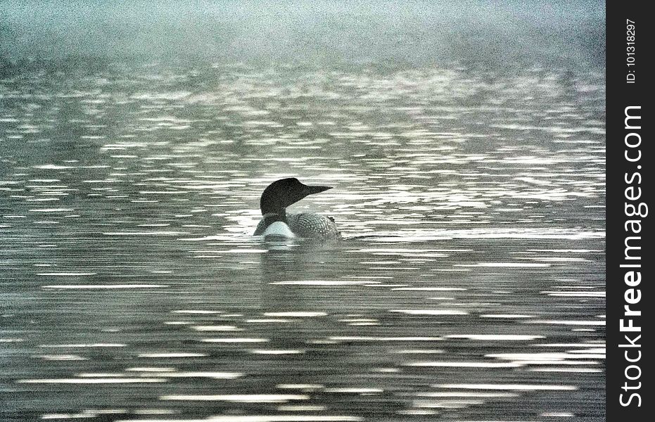 A pair of loons were fishing in the mist of Pog Lake. A pair of loons were fishing in the mist of Pog Lake.