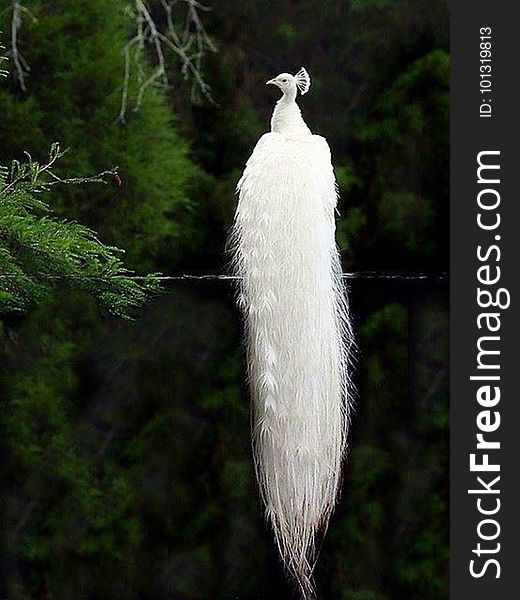 An albino peacock relaxing in the forest.