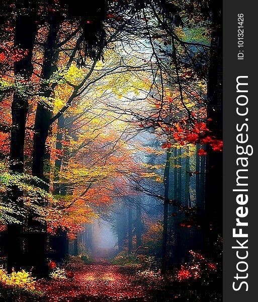 A path through a hazy forest in autumn. A path through a hazy forest in autumn.