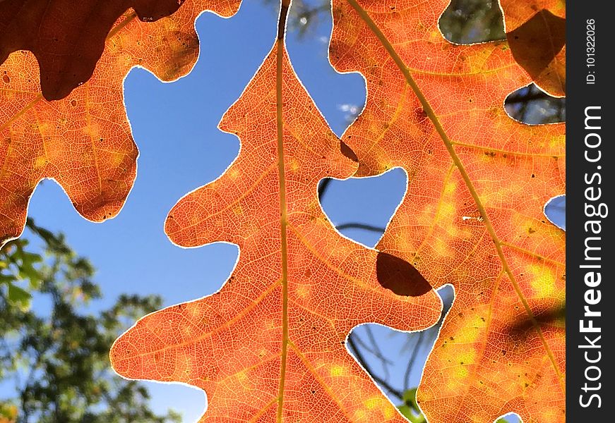 The leaf changes here in Strawberry are among my favorite photo subjects, colors under a blue sky. The leaf changes here in Strawberry are among my favorite photo subjects, colors under a blue sky.