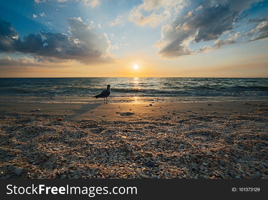 Avian, Beach, Bird, Clouds