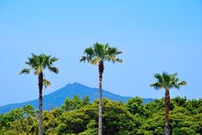 Tropical Coconut Trees With Majestic Mountain Stock Image Tropical Coconut Trees With Majestic Mountain Stock Image