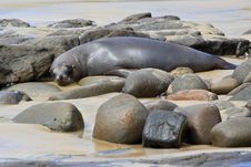 Fur Seal Napping Stock Images