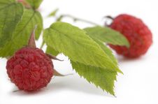 Fresh Ripe Raspberries Royalty Free Stock Image Fresh Ripe Raspberries Royalty Free Stock Image