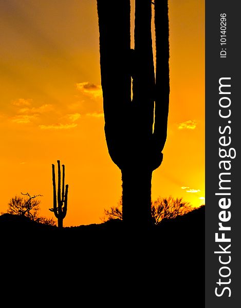 Silhouette of Saguaro cactus in Arizona.