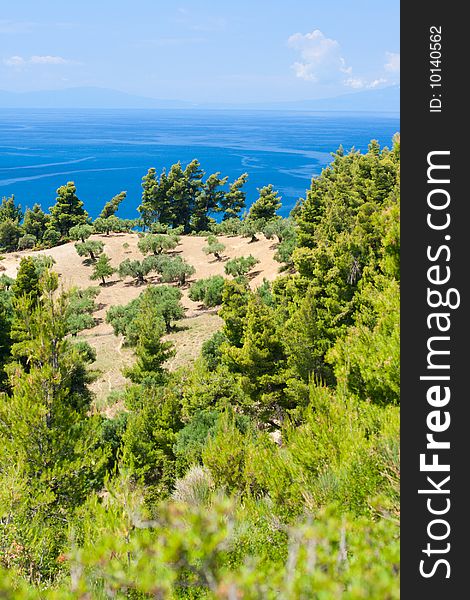 View from above by Olive trees and Aegean Sea. Greece, Halkidiki, Kassandra.