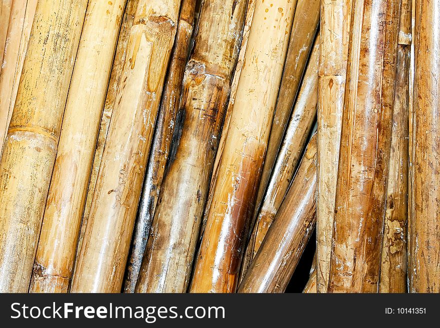 Close up shot of several bamboo canes