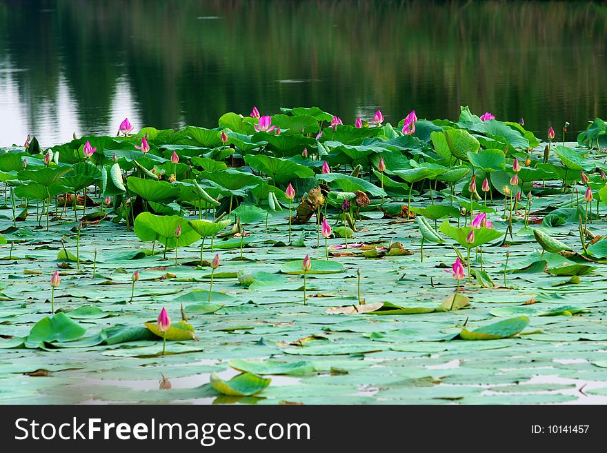 There are a lot of water lilies. There are a lot of water lilies