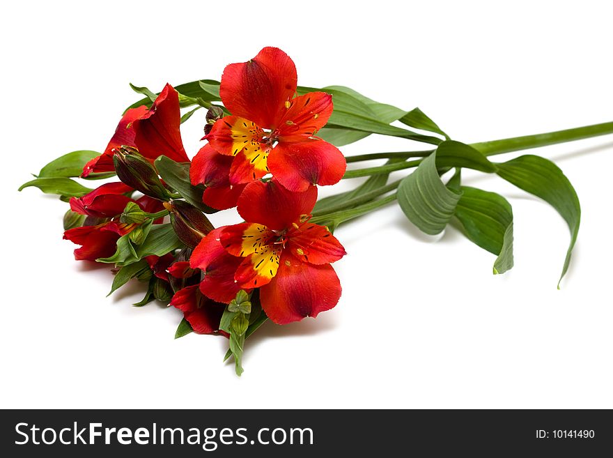 Red Flowers Isolated
