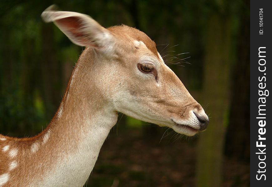 Roe Deer Portrait