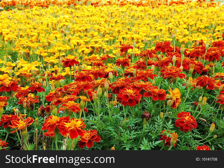 Sunny orange and yellow marigolds in botanic garden