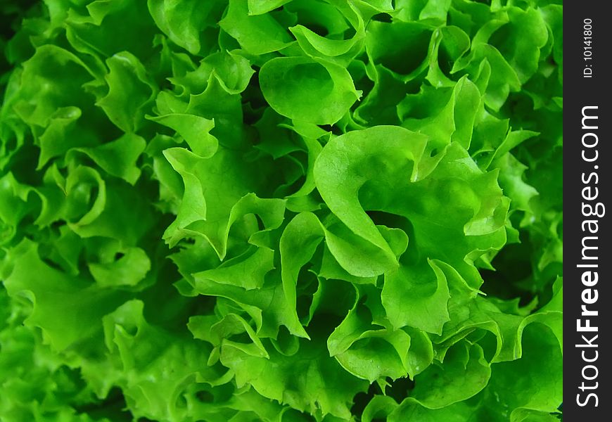 Leaves of green salad close-up. Background. Leaves of green salad close-up. Background.