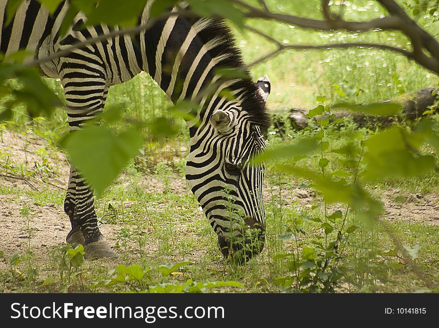 A peek through the bushes at a grazing zebra.