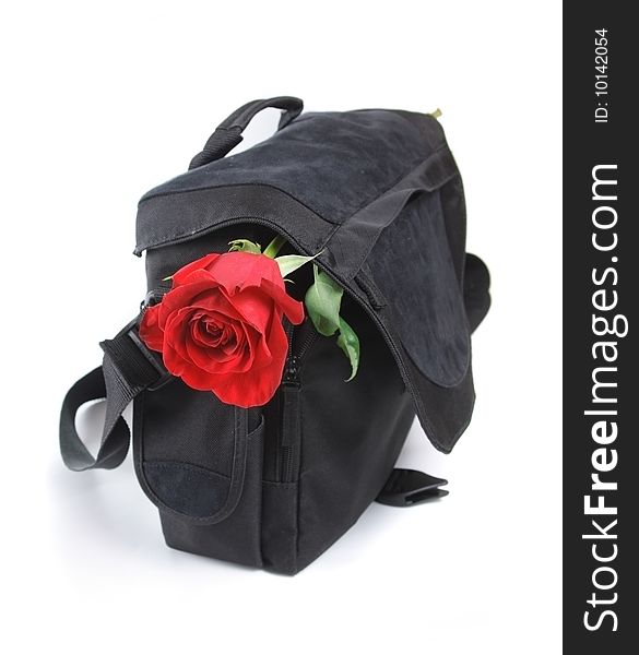 Fresh rose of red color in a black bag on a light background. Fresh rose of red color in a black bag on a light background.