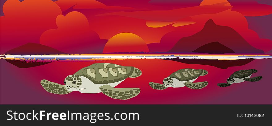 Three sea turtles swimming at a colorful sunset. Three sea turtles swimming at a colorful sunset