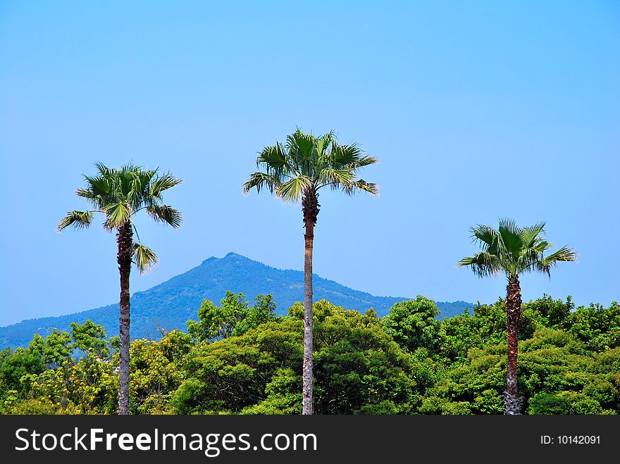 Tropical Coconut Trees With Majestic Mountain