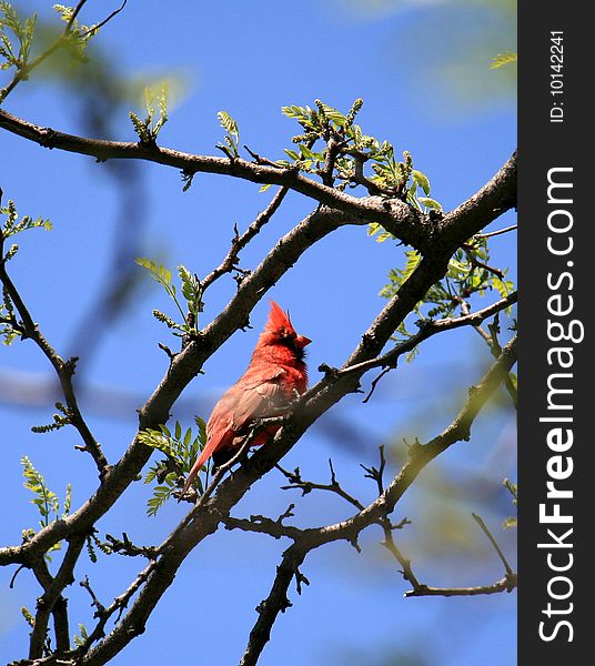 Red mail cardinal bird on the tree's branch